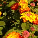 Picasa 2.7
